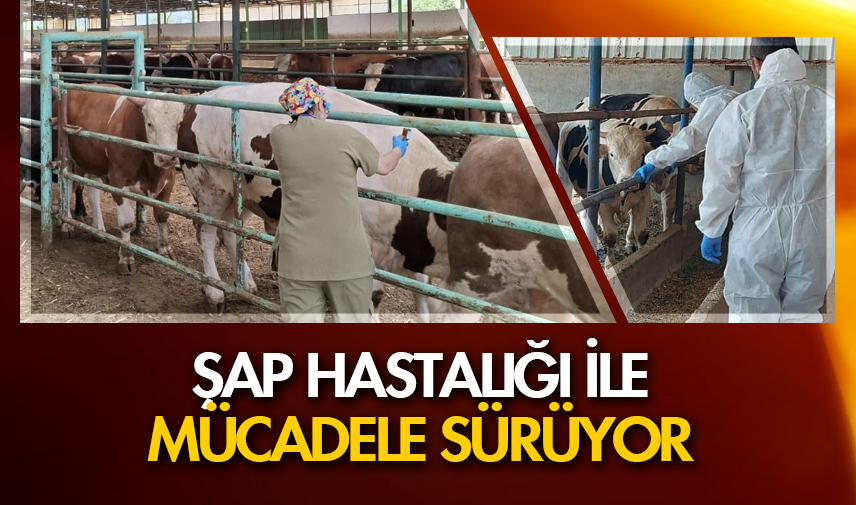 Şap hastalığı ile mücadele sürüyor